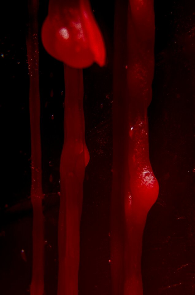 Free stock photo of bloody, candle, macro