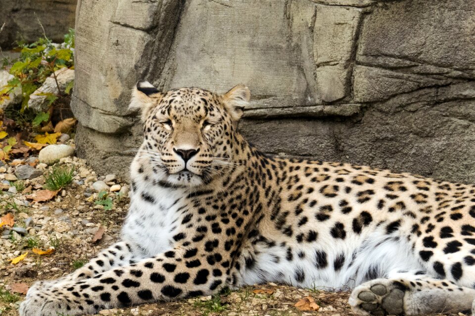 Free stock photo of animal, leopard, mammal