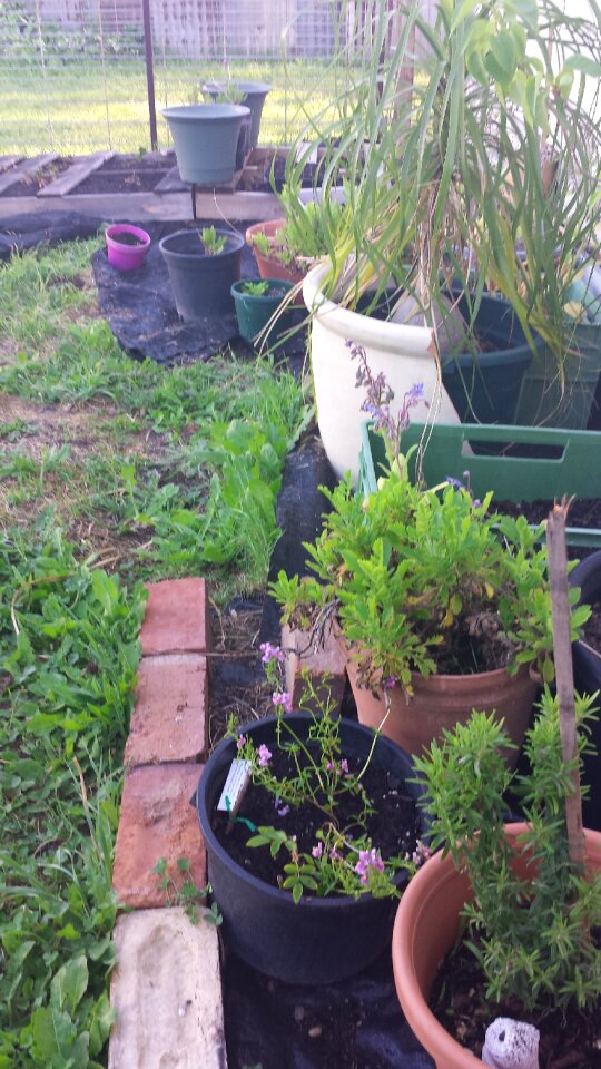 Free stock photo of backyard, development, friend