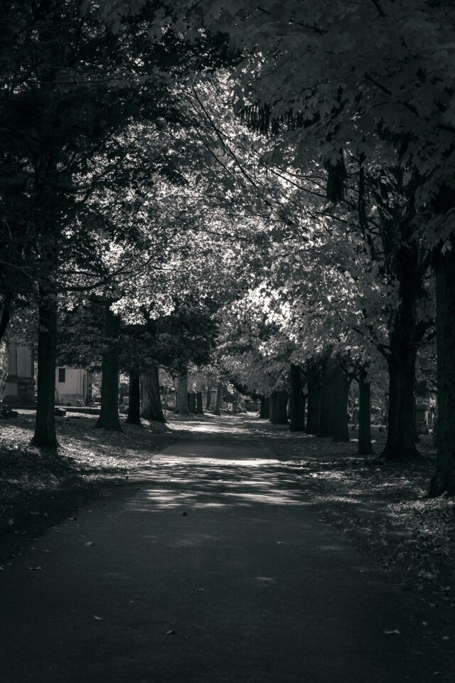 Free stock photo of black and-white, cemetery, road