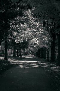 Free stock photo of black and-white, cemetery, road photo