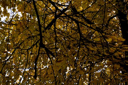 Free stock photo of trees, yellow