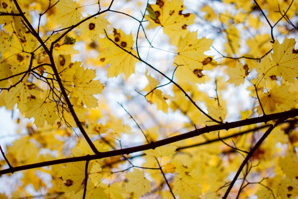 Free stock photo of autum, nature, tree