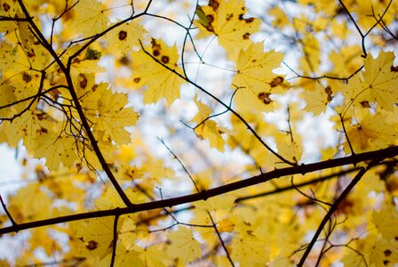 Free stock photo of autum, nature, tree