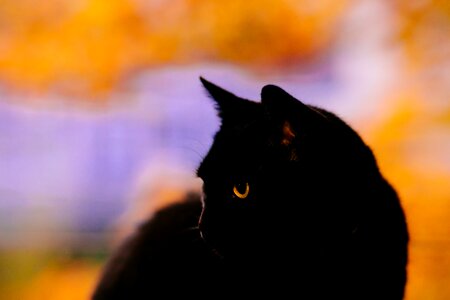 Free stock photo of animal, black, cat photo
