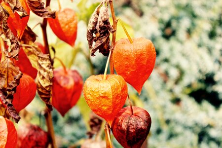 Free stock photo of green, orange, plant photo