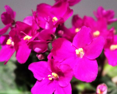Free stock photo of flower