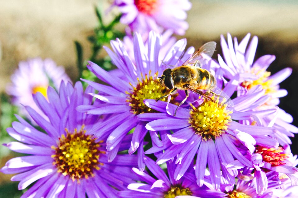 Purple Flower in Macro Photograph