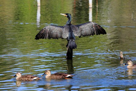 Free stock photo of cormorant, pond, water photo