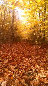 Free stock photo of nature, trees, woods photo