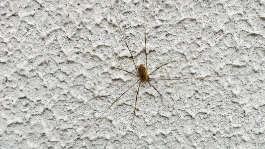 Free stock photo of spider photo