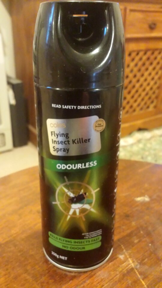 Free stock photo of insect, killer, revealing