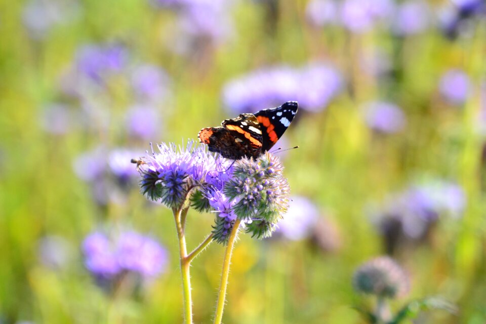 Free stock photo of butterfly, flower, nature