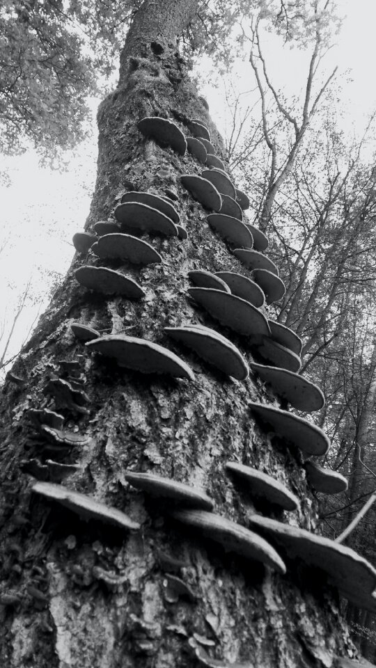 Free stock photo of tree