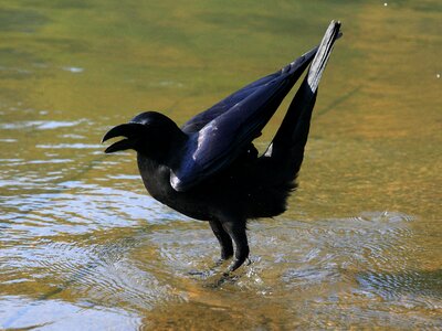 Free stock photo of black, crow, pond photo