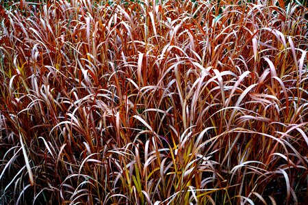 Free stock photo of grass, nature photo