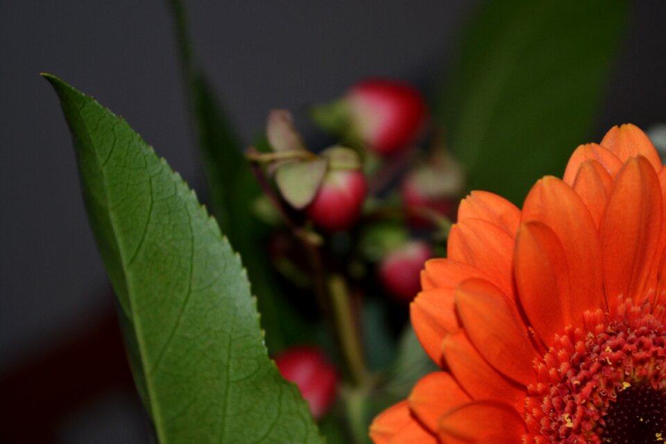 Free stock photo of flower, green, night