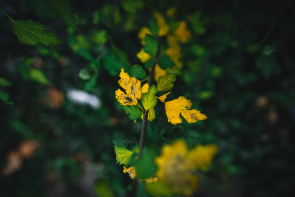 Free stock photo of green, juxtaposition, yellow