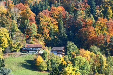 Free stock photo of colour, lanscape, trees photo