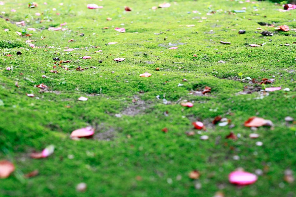 Free stock photo of detail, grass, green photo