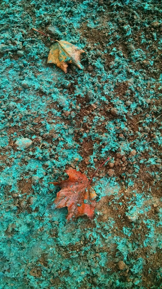 Free stock photo of dirt, grass, nature