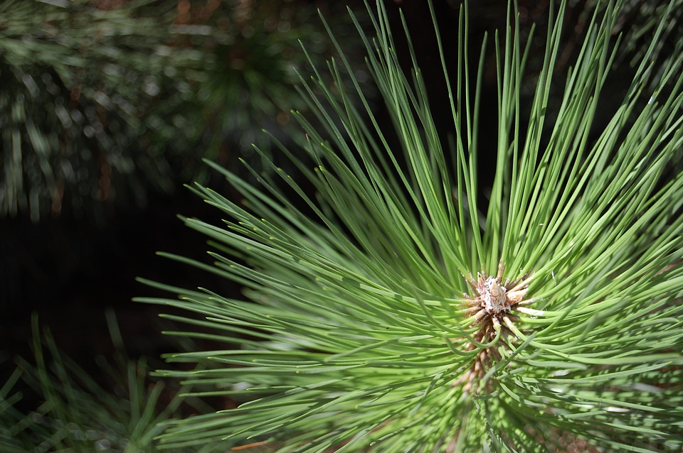 Needles pine iglak