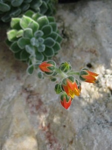 Leaves reddish orange