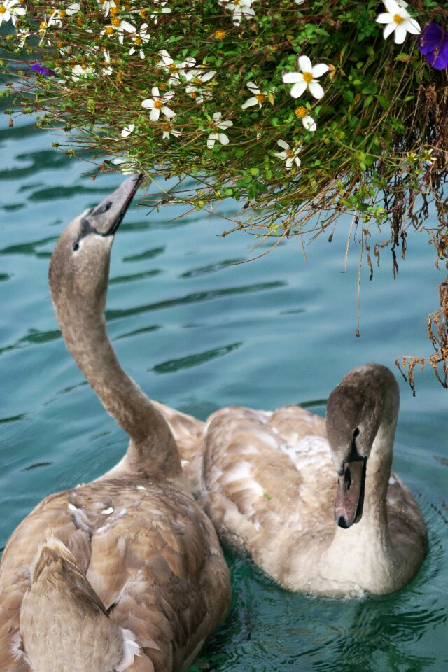 Free stock photo of cygnet, swan
