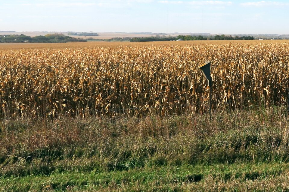 Free stock photo of corn, maize, usa