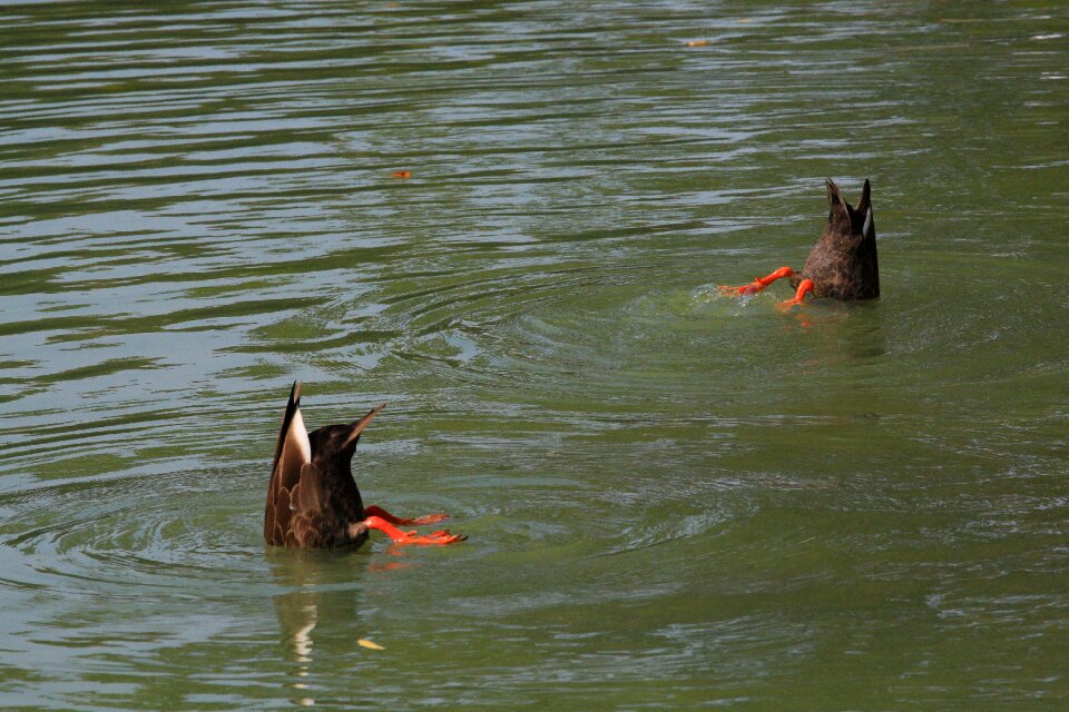 Free stock photo of swim, swimming