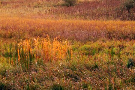 Free stock photo of colours, grasses photo