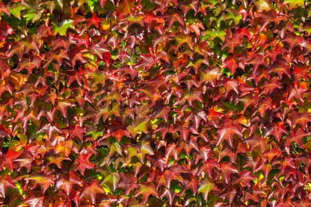 Free stock photo of red