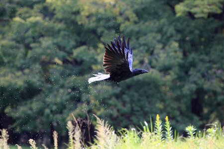 Black Bird Flying Near Green Grass during Daytime photo