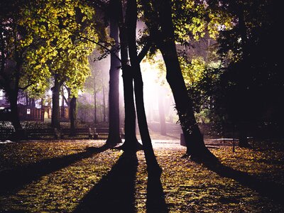 Green Trees Lighted during Night Time photo