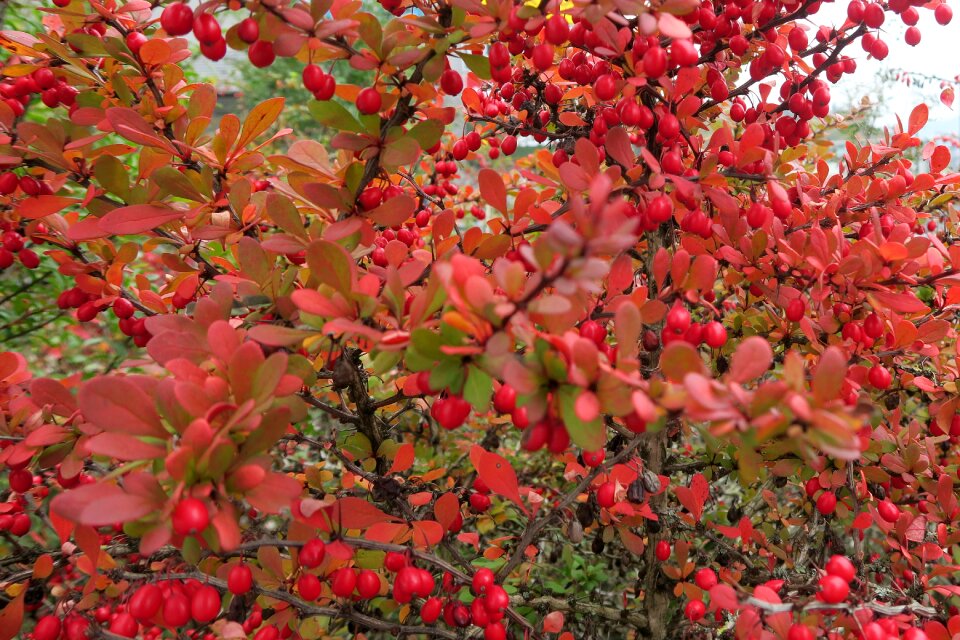 Free stock photo of berries, red