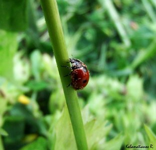 Free stock photo of beetle, insect, lady cow