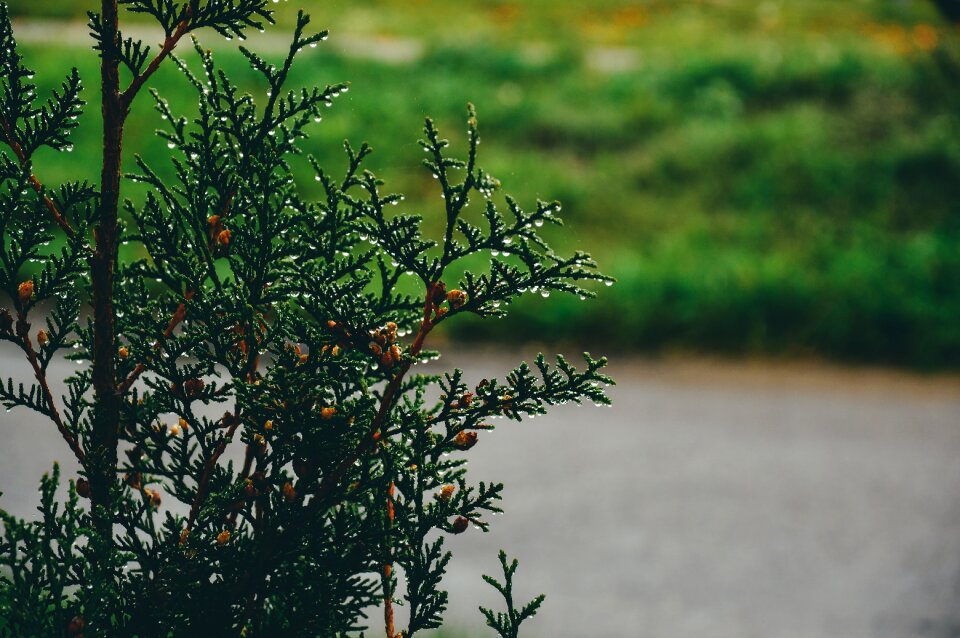 Free stock photo of agriculture, blur, branches photo