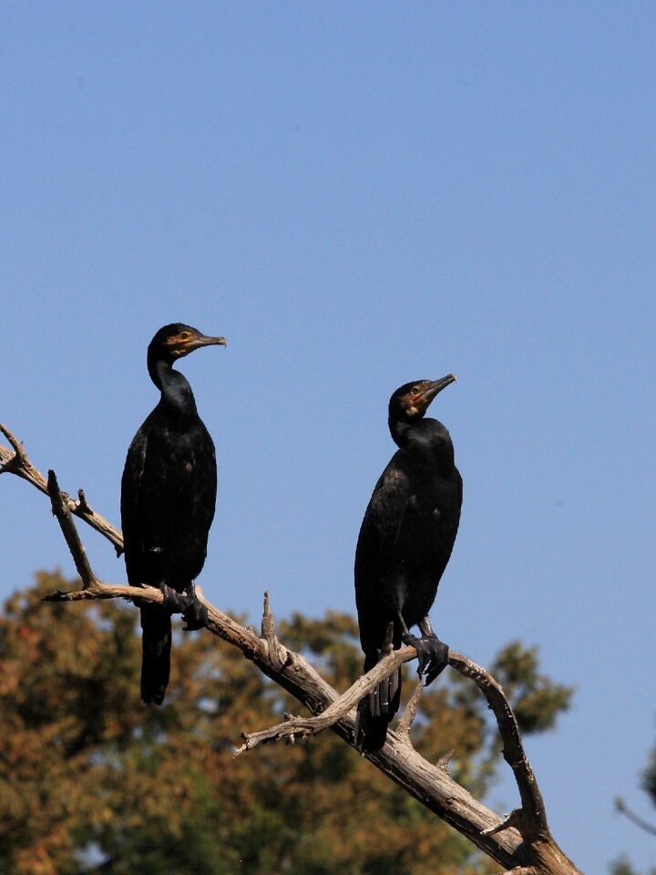 Free stock photo of cormorant, sky
