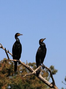 Free stock photo of cormorant, sky