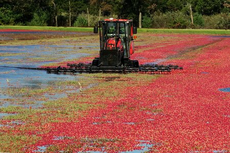 Free stock photo of fruit, harvest, usa