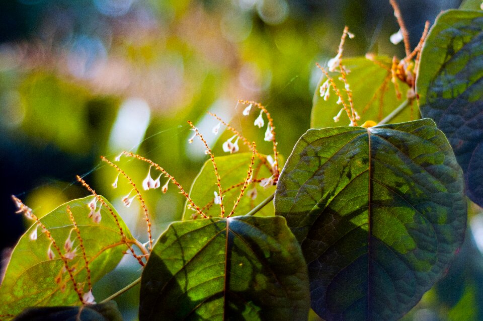 Free stock photo of colors, garden, leafs