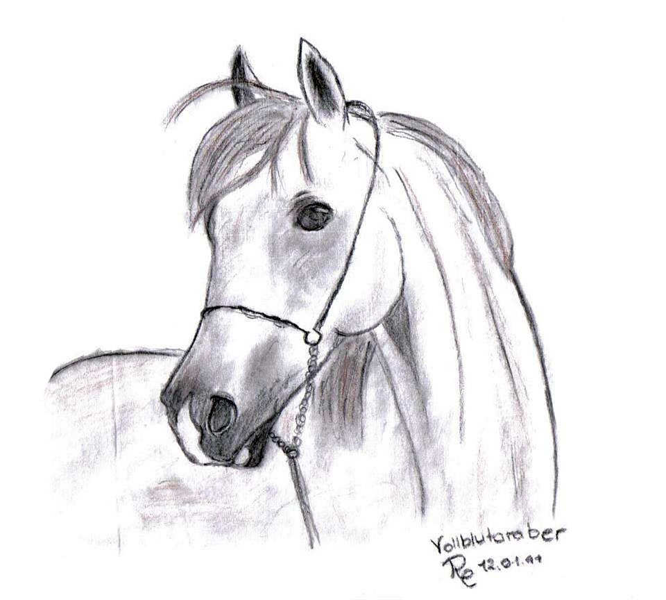 Horse arabs pencil drawing