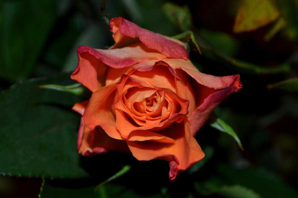 Red Flower Surrounded by Green Leaves