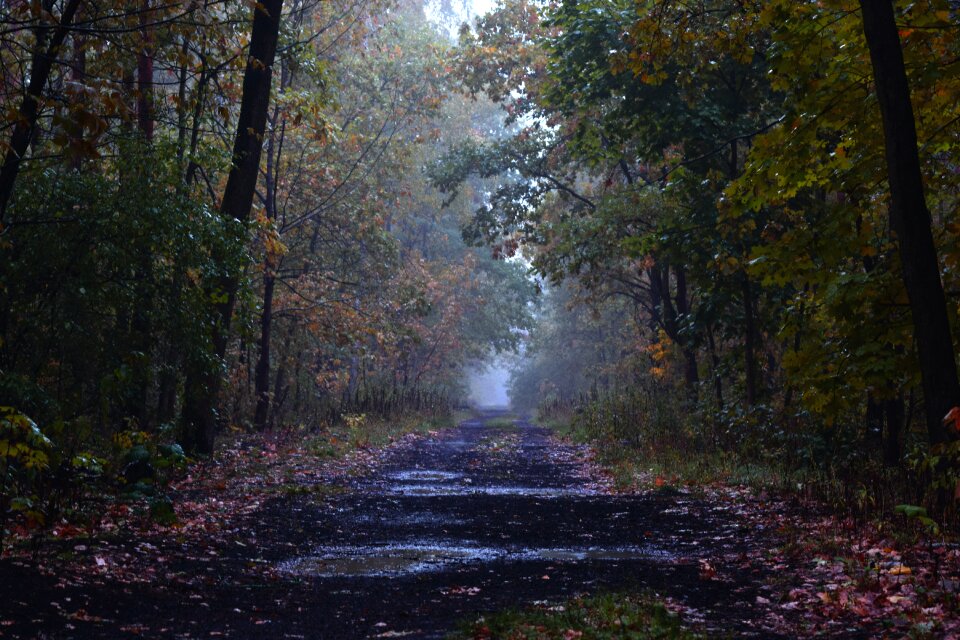 Black Roadway in Between Green Trees during Day Time photo