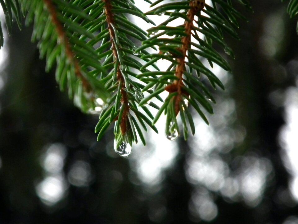 Free stock photo from Tookapic