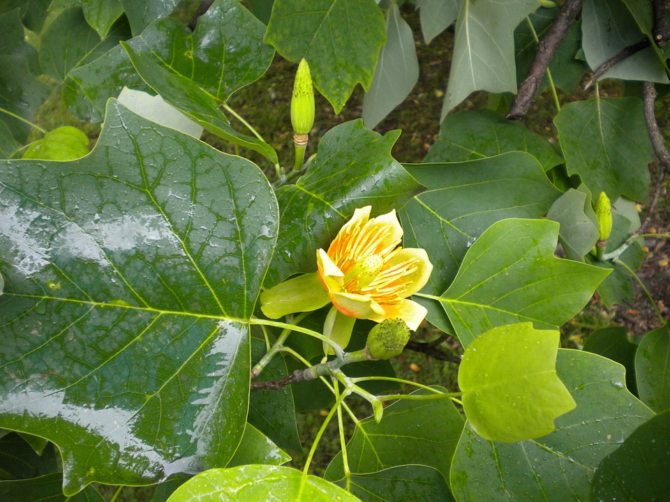 Magnoliengewaechs magnoliaceae yellow photo