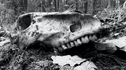 Free stock photo of bones, nature, skull photo