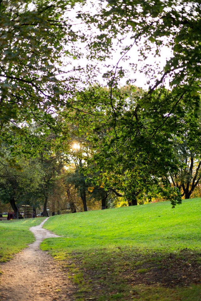 Free stock photo of grass, light, nature