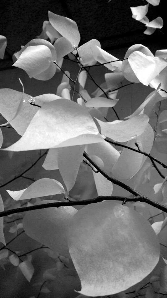 Free stock photo of art, tree