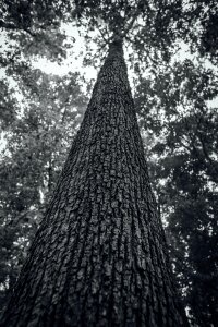 Free stock photo of black and-white, nature, tree photo